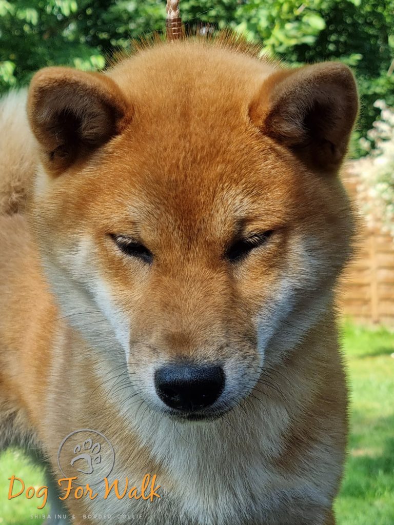 daiya hodowla spów shiba inu