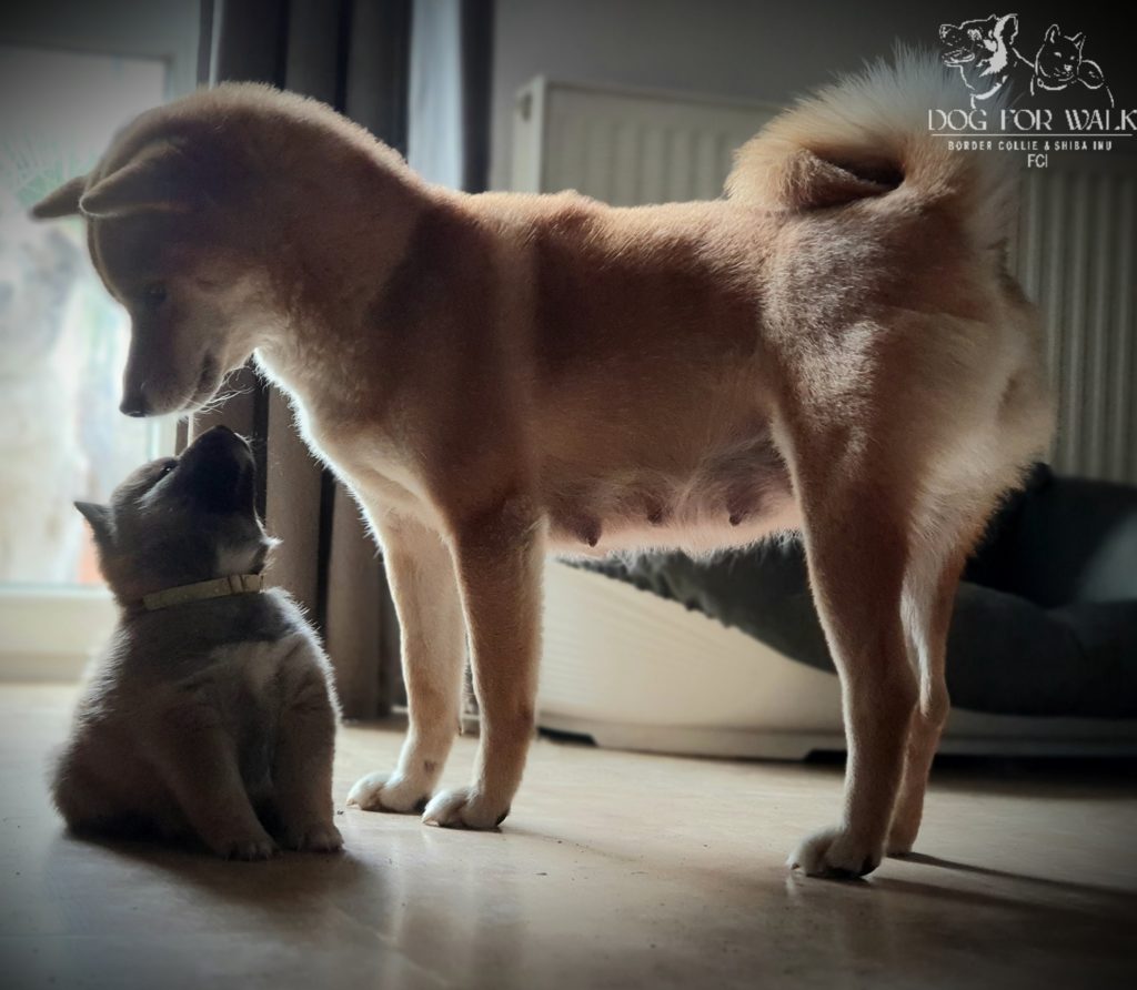 shiba inu mama z córką