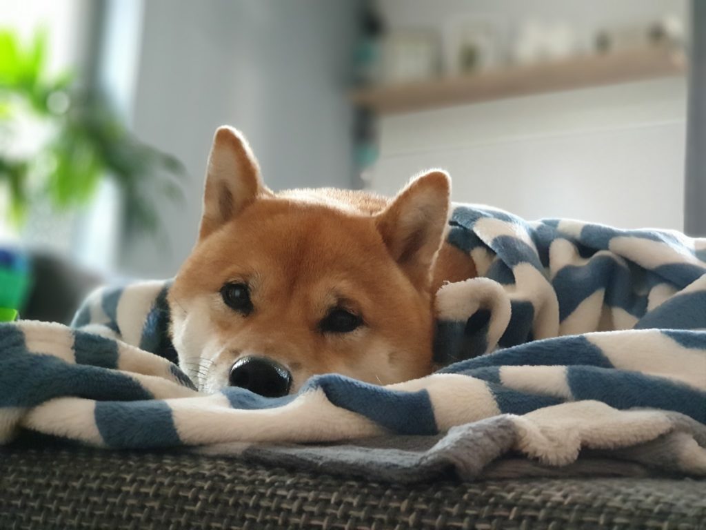 shiba inu spi pod kocem