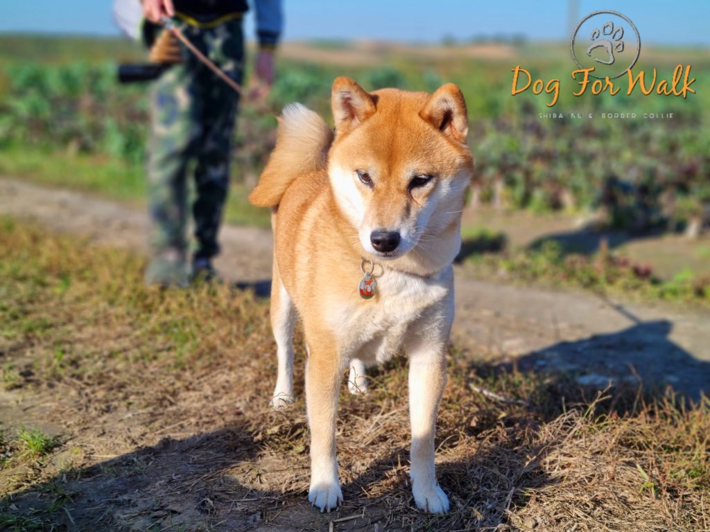 yumi shiba z hodowli kraków