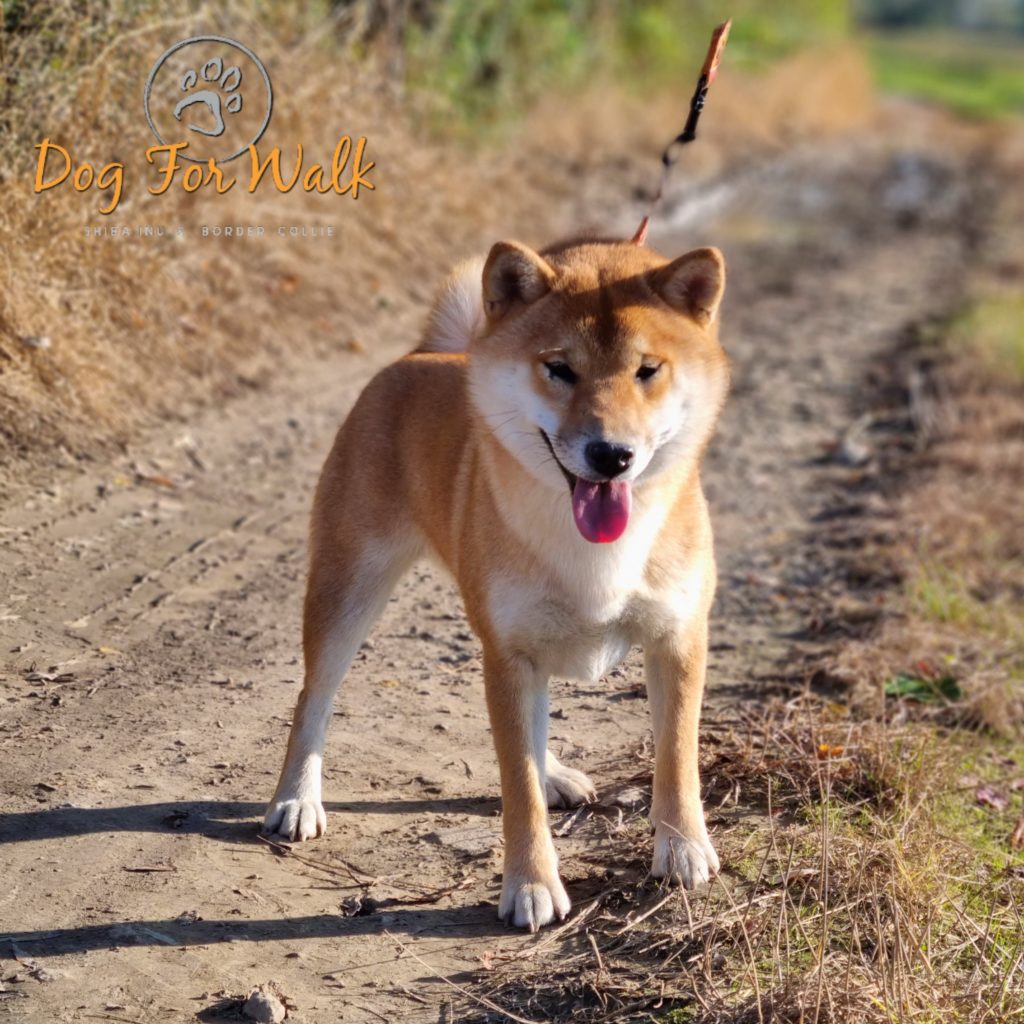 shiba inu spaceruje na ścieżce