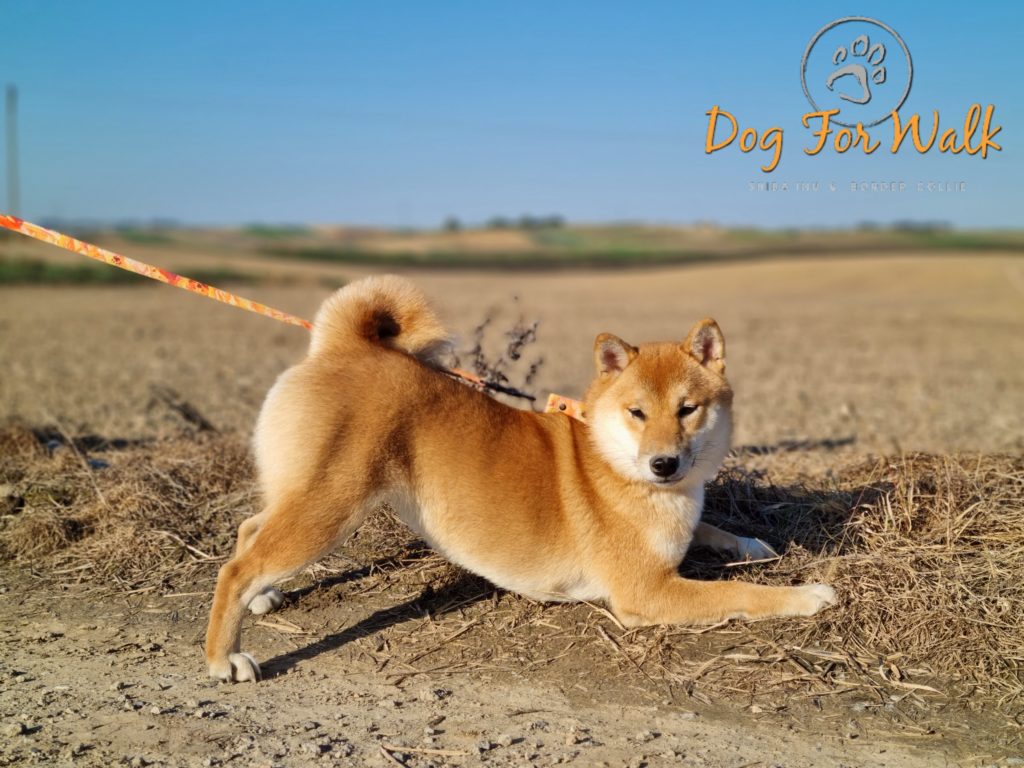 shiba daiya odpoczywa na spacerze