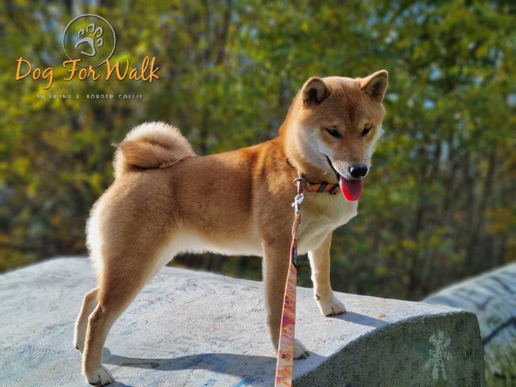 shiba inu na murku