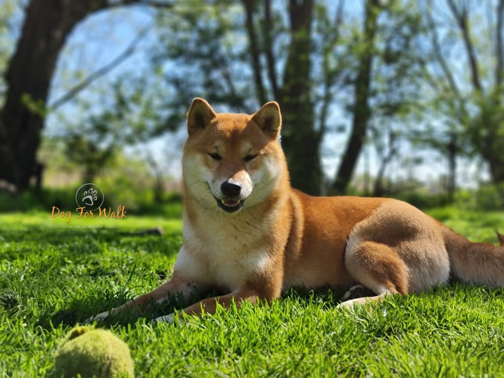 shiba daiya relaks w słońcu