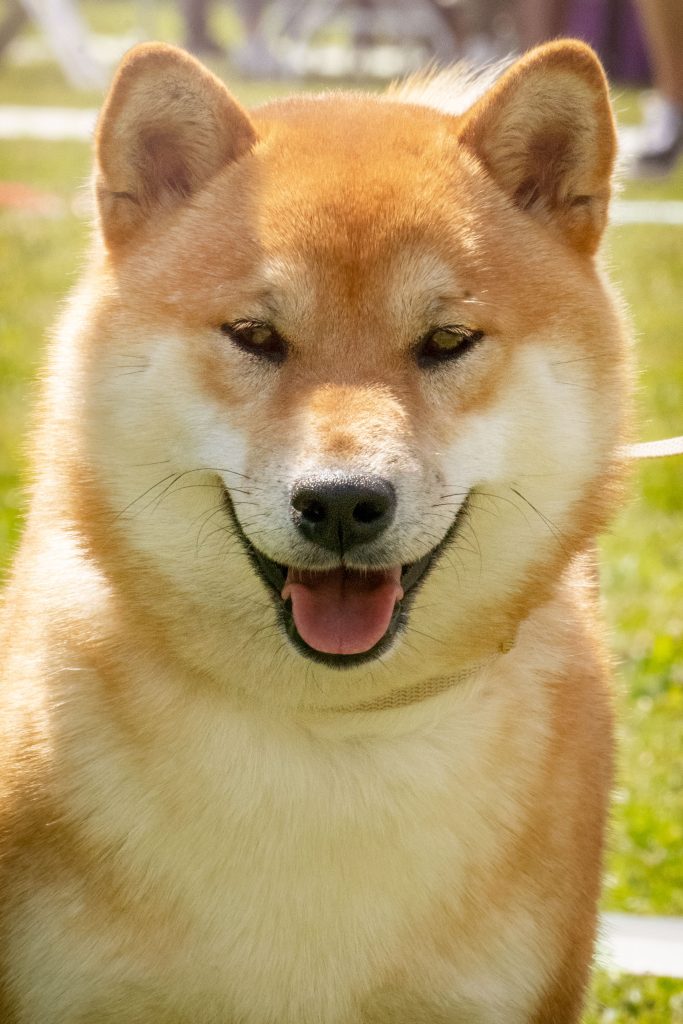 uśmiechnięta shiba inu