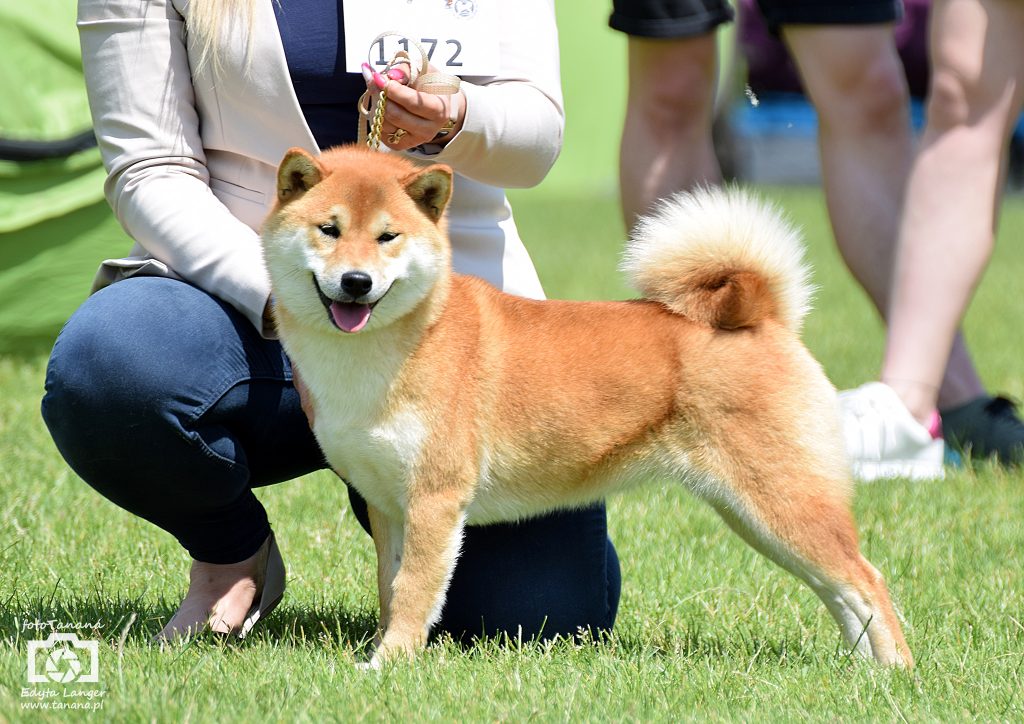 daiya shiba z hodowli na wystawie