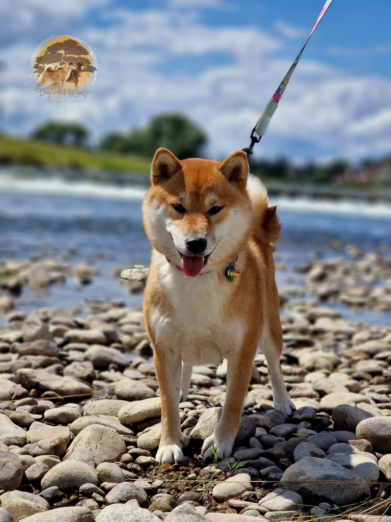 shiba inu rzeka spacer daiya