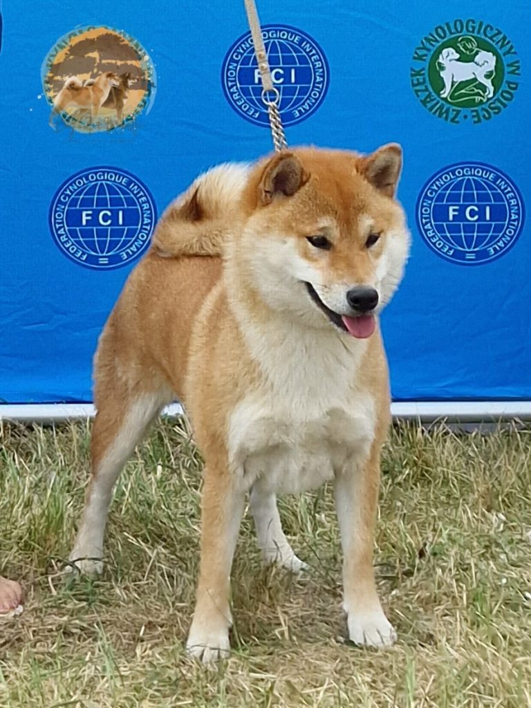 shiba inu daiya na wystawie