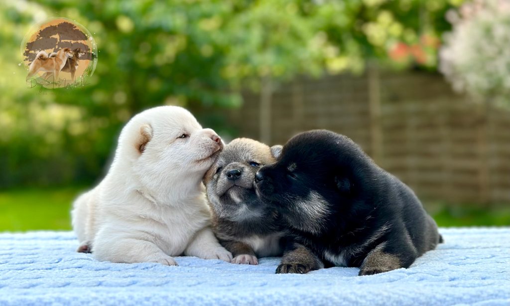 shiba inu szczenięta szczeniak 
