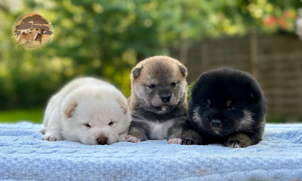 shiba inu szczenięta szczeniak 