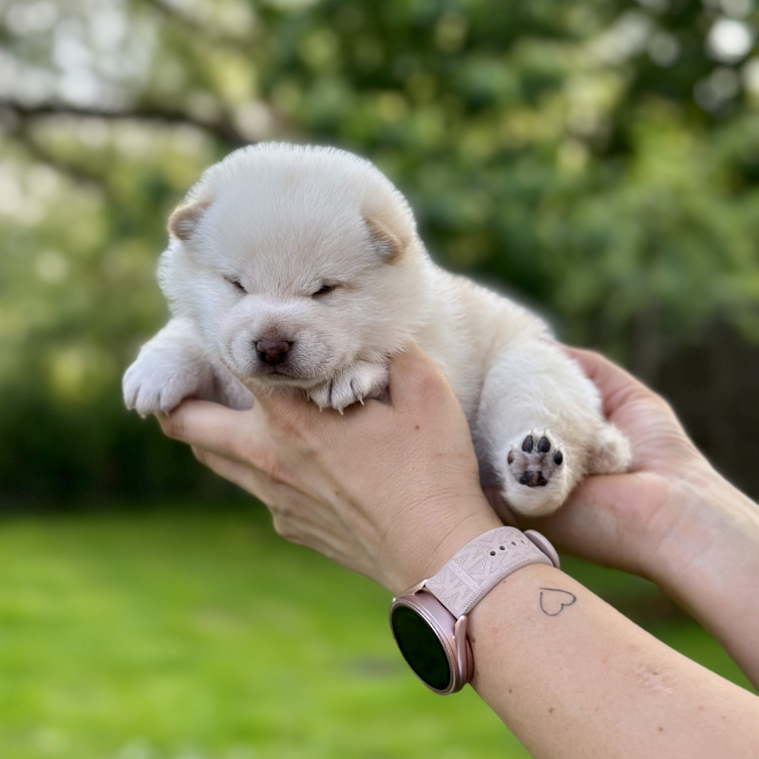 shiba inu szczenięta szczeniak kremowa