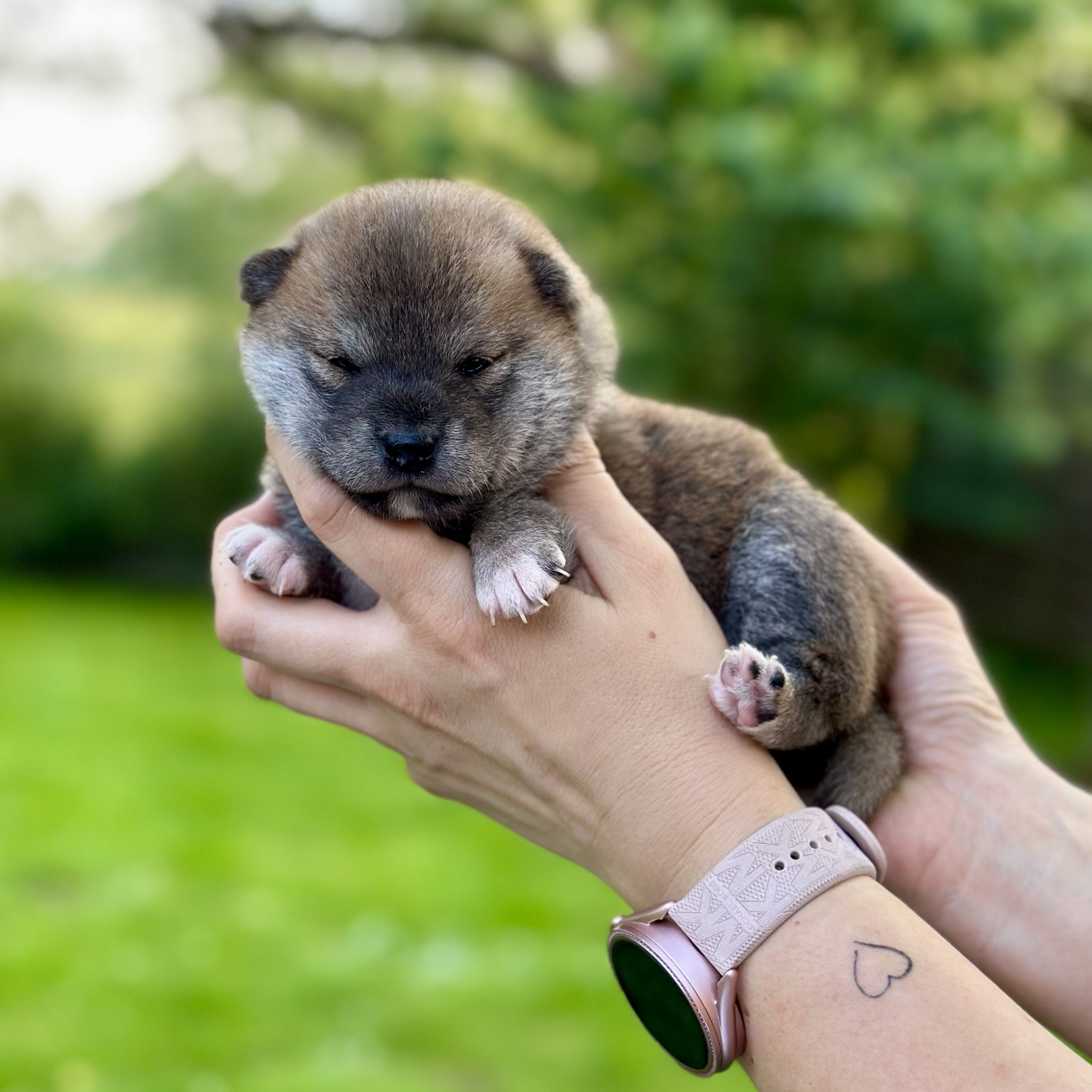 shiba inu szczenięta szczeniak czerwony