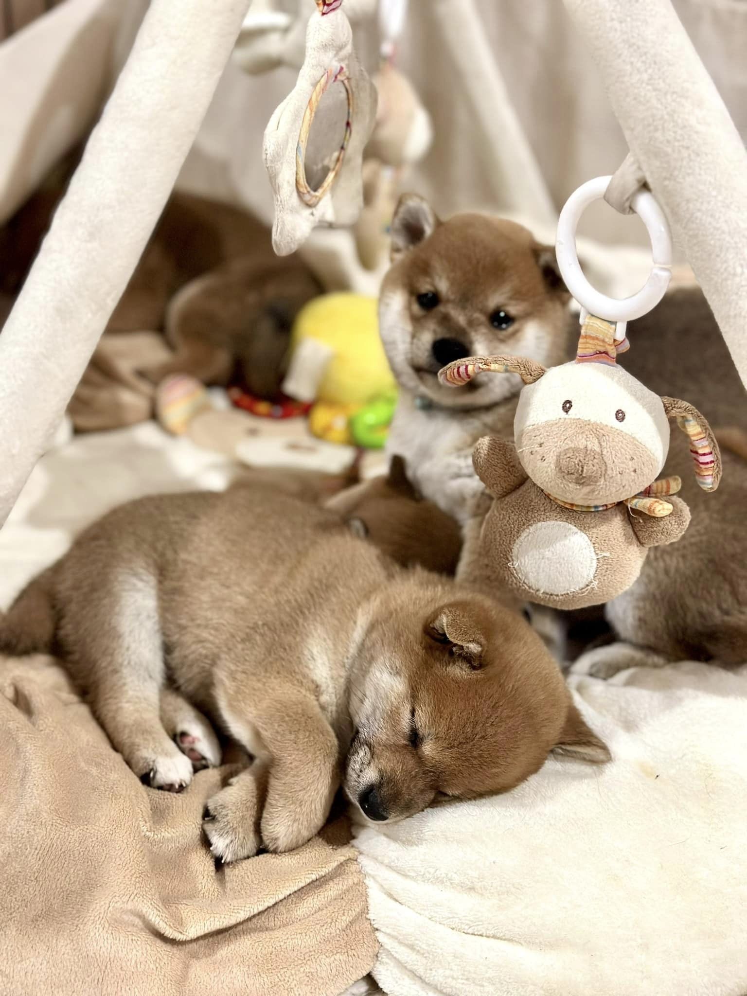 Shiba Inu shiba pupy szczeniak