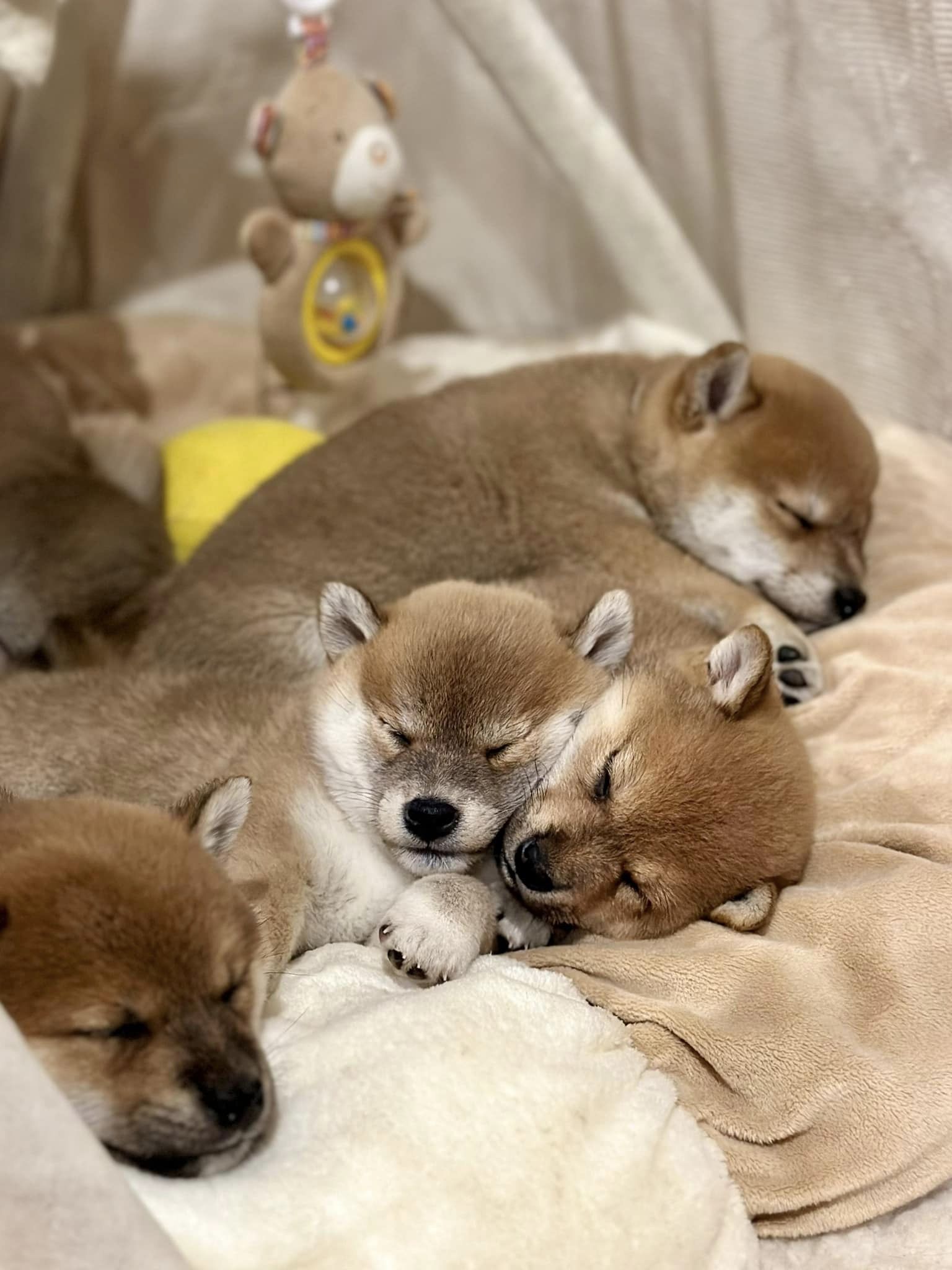 Shiba Inu shiba pupy szczeniak