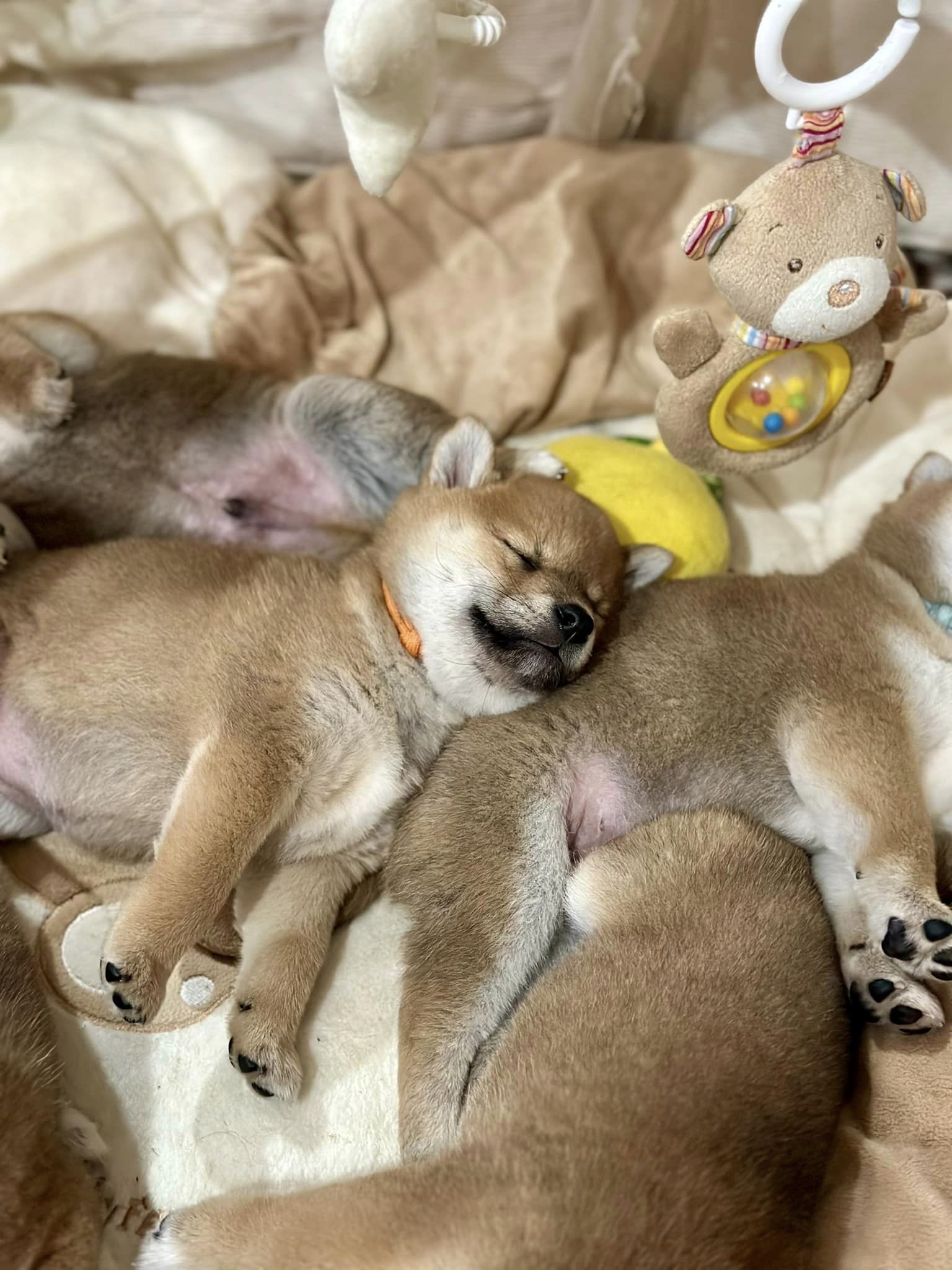 Shiba Inu shiba pupy szczeniak