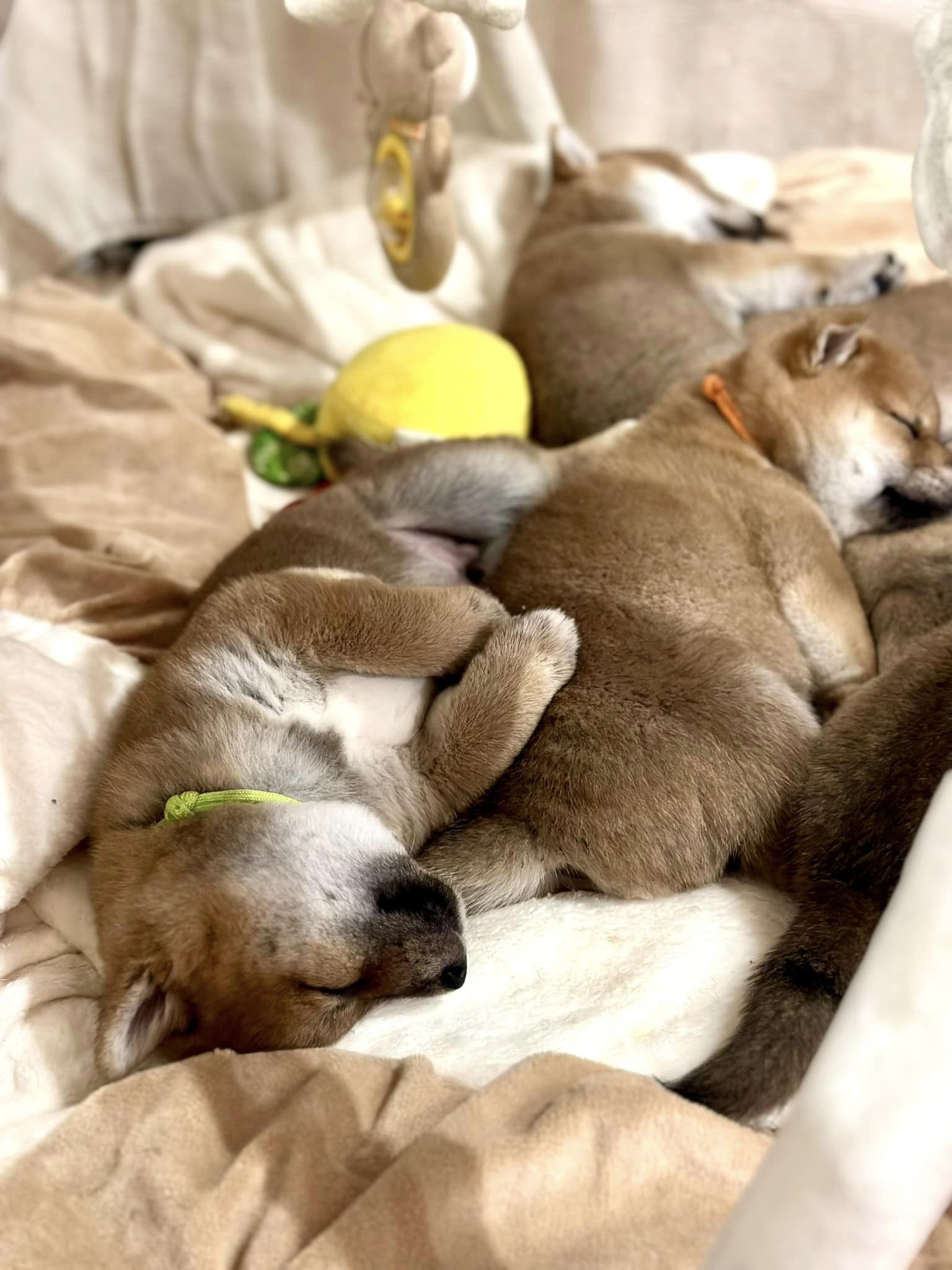 Shiba Inu shiba pupy szczeniak