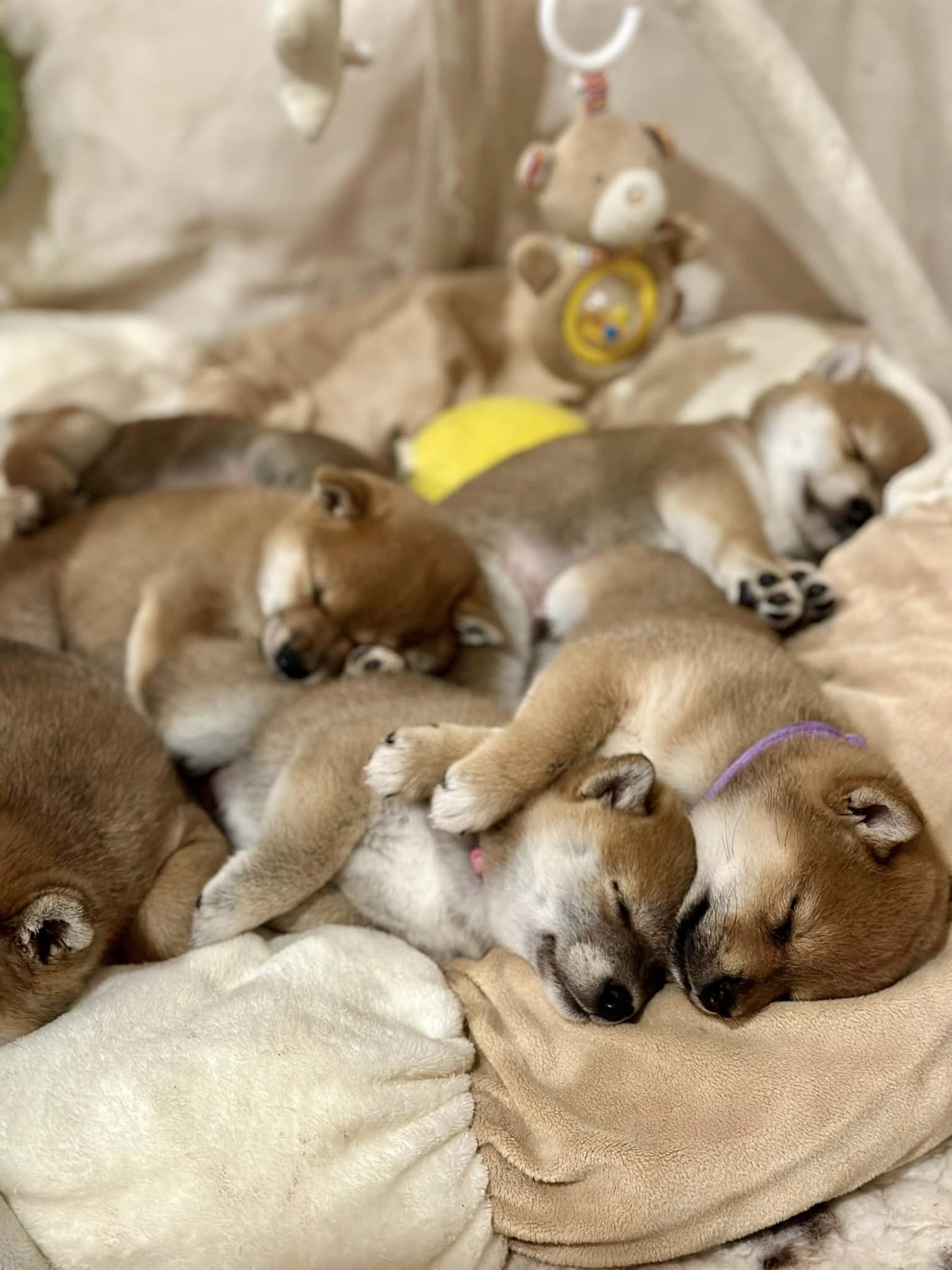 Shiba Inu shiba pupy szczeniak