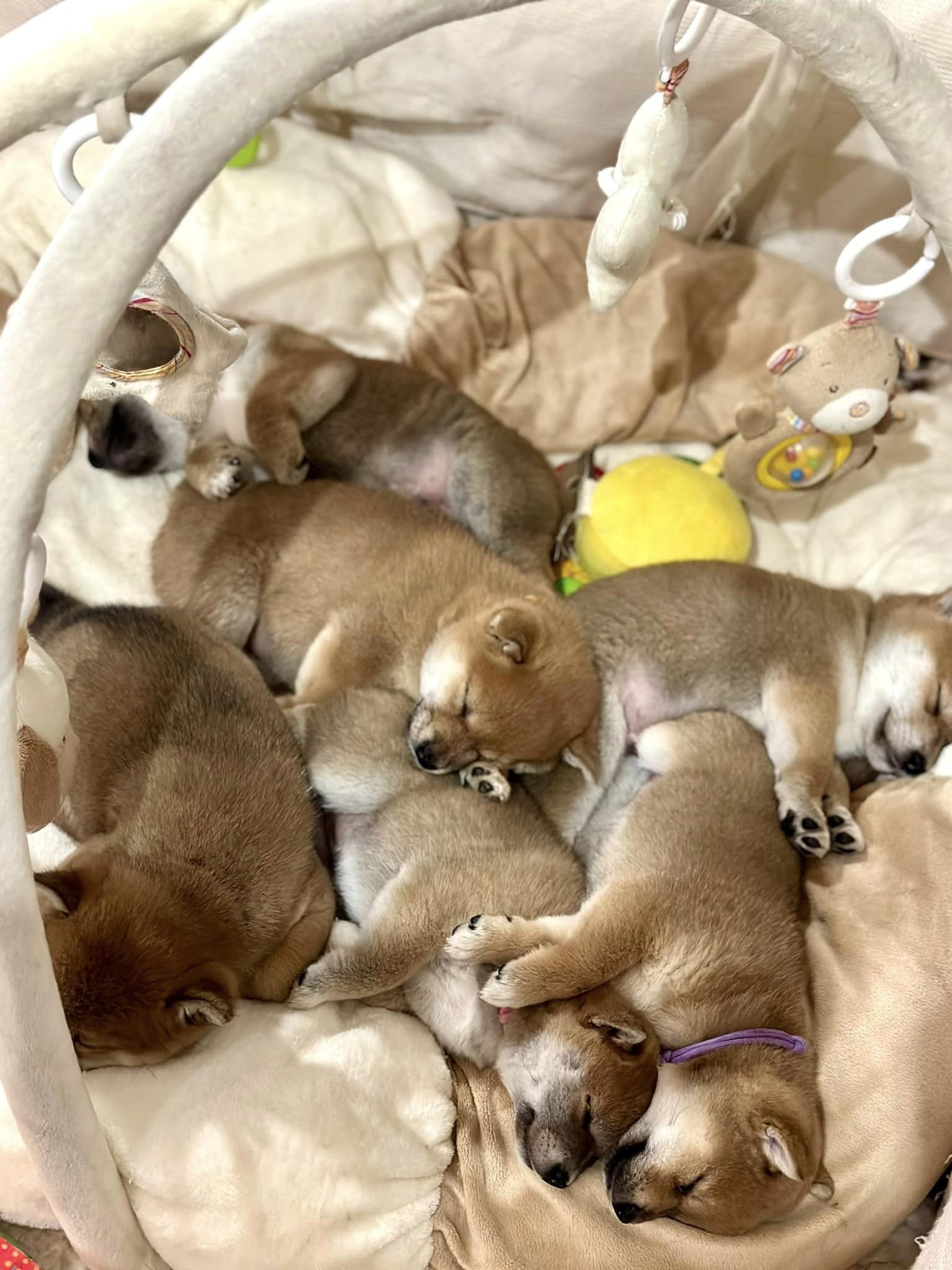 Shiba Inu shiba pupy szczeniak