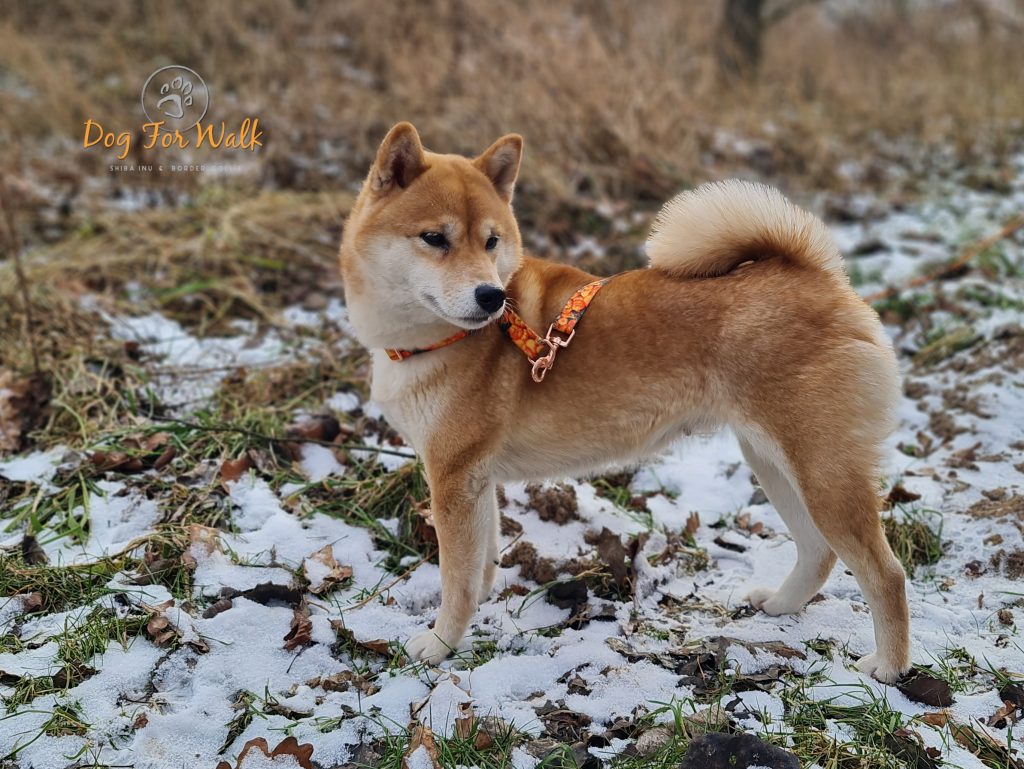 yumiko shiba inu