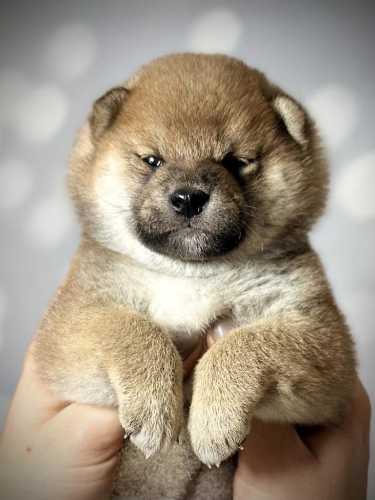 Shiba Inu shiba pupy szczeniak