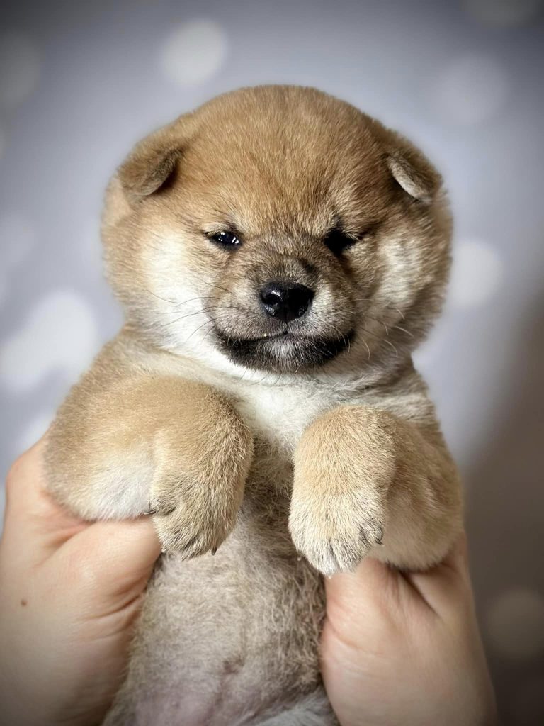 Shiba Inu shiba pupy szczeniak