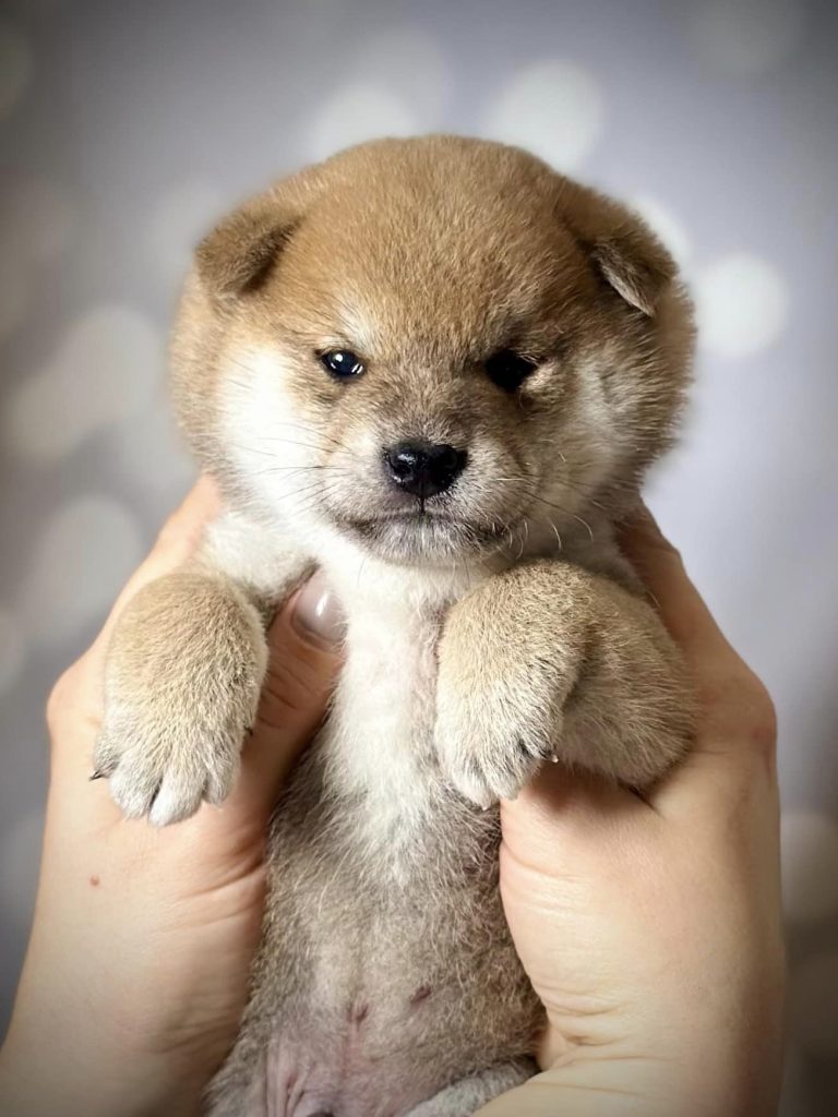 Shiba Inu shiba pupy szczeniak