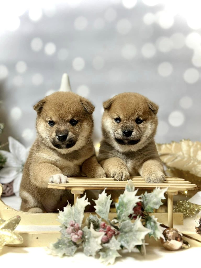 Shiba Inu shiba pupy szczeniak