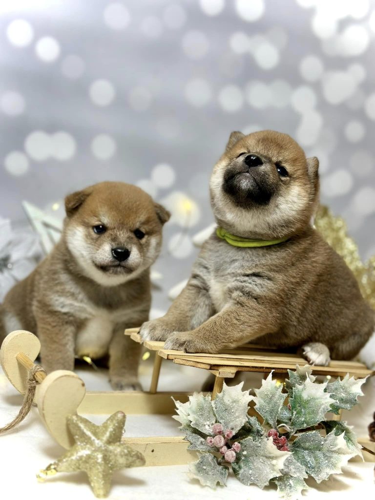 Shiba Inu shiba pupy szczeniak