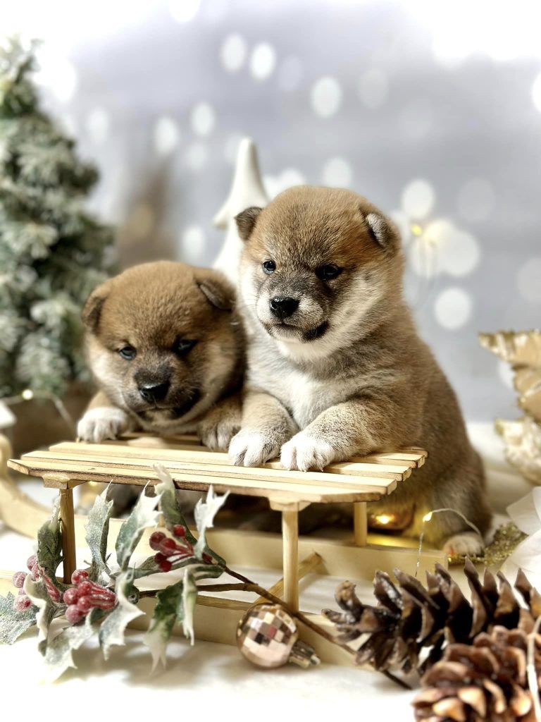 Shiba Inu shiba pupy szczeniak