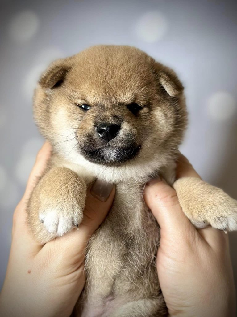 Shiba Inu shiba pupy szczeniak