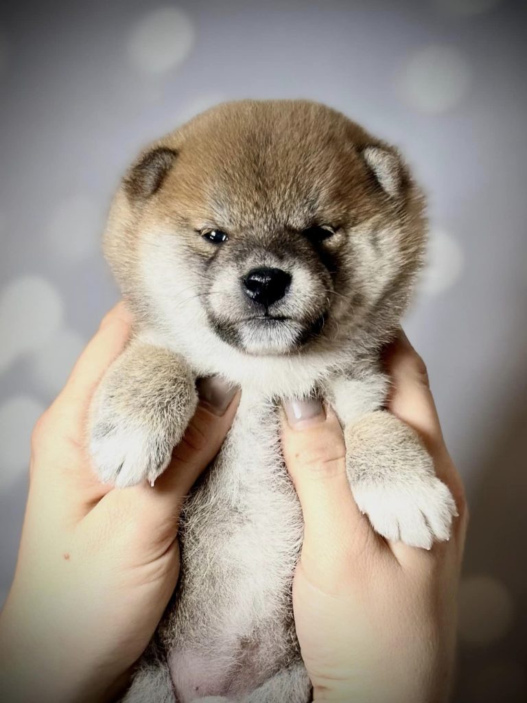 Shiba Inu shiba pupy szczeniak