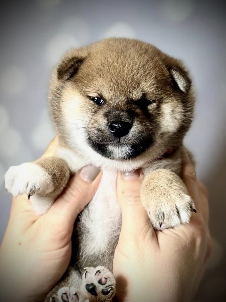 Shiba Inu shiba pupy szczeniak