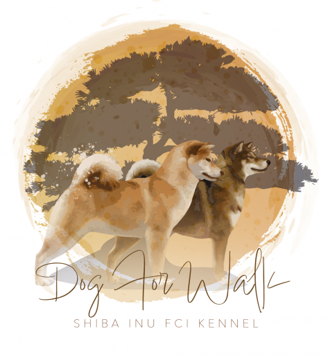 hodowla shiba
